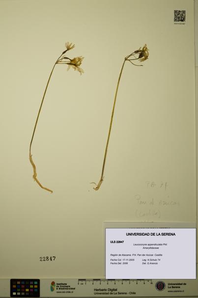 Leucocoryne appendiculata [Espécimen: ULS:ULS:0022847]