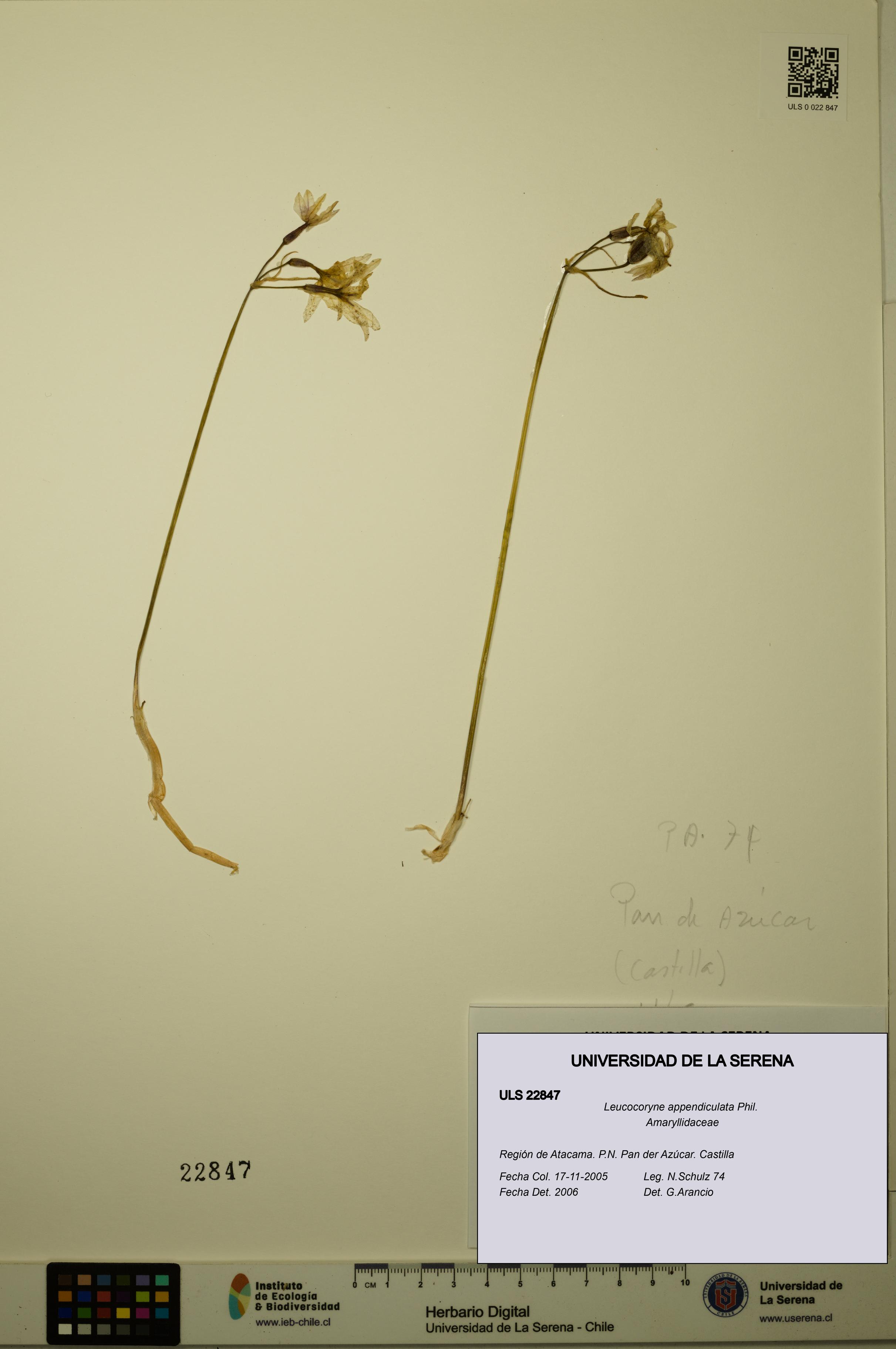Leucocoryne appendiculata [Espécimen: ULS:ULS:0022847]