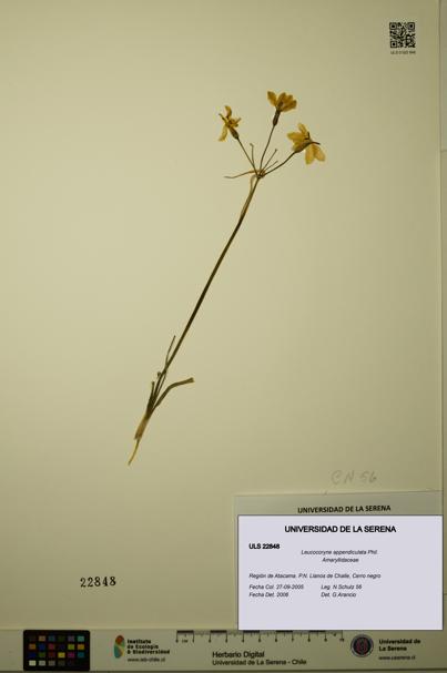 Leucocoryne appendiculata [Espécimen: ULS:ULS:0022848]