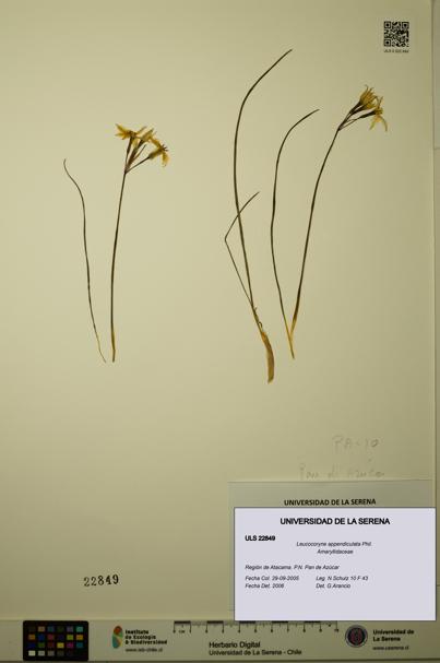 Leucocoryne appendiculata [Espécimen: ULS:ULS:0022849]