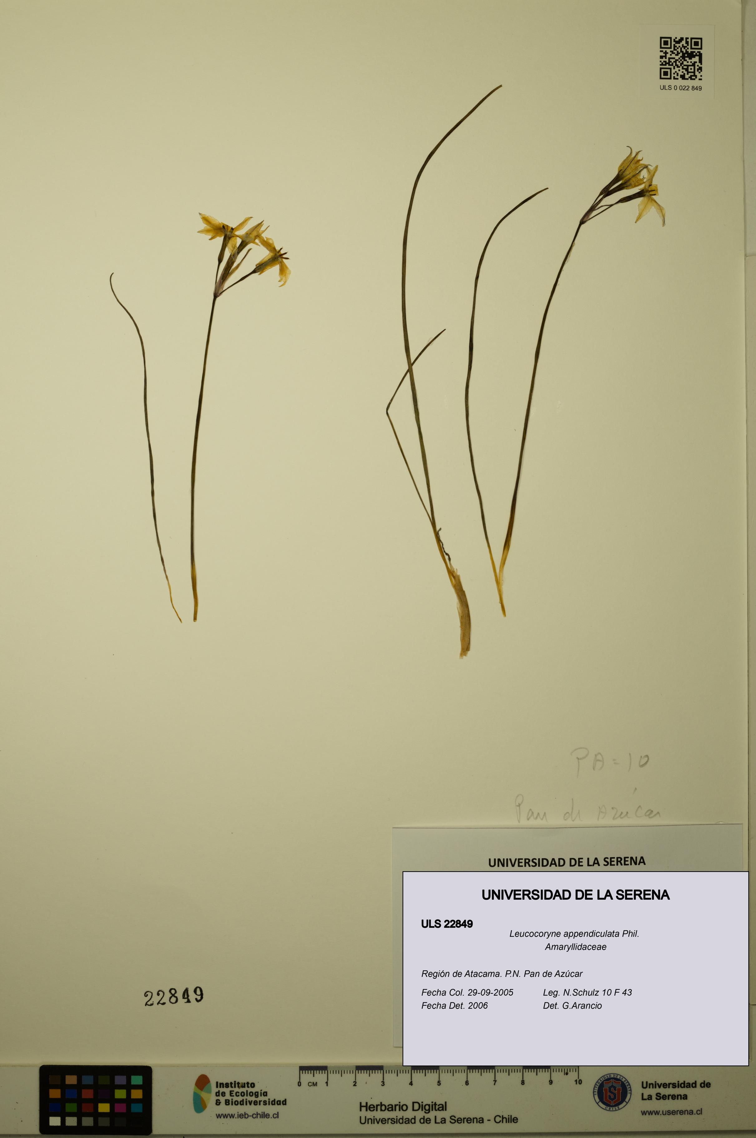 Leucocoryne appendiculata [Espécimen: ULS:ULS:0022849]
