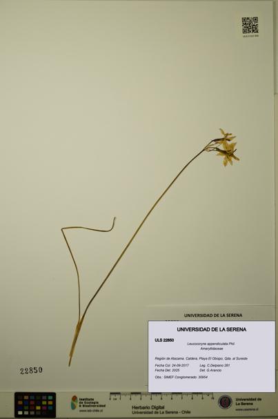 Leucocoryne appendiculata [Espécimen: ULS:ULS:0022850]