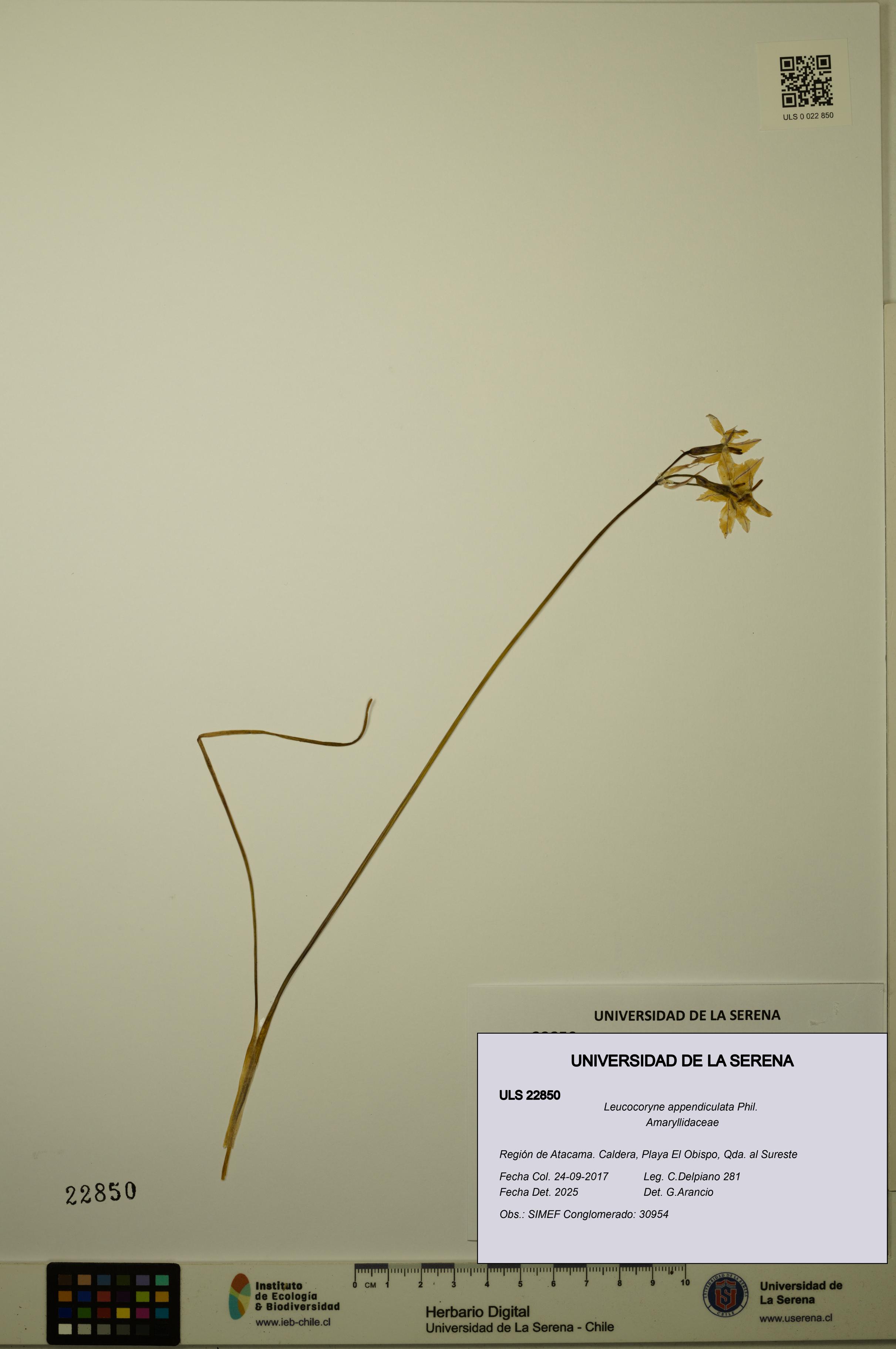 Leucocoryne appendiculata [Espécimen: ULS:ULS:0022850]