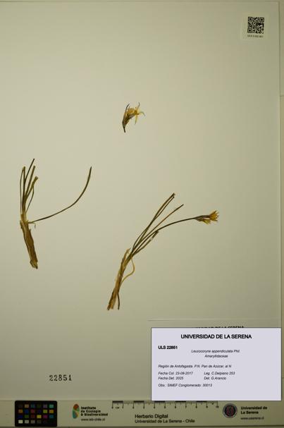 Leucocoryne appendiculata [Espécimen: ULS:ULS:0022851]