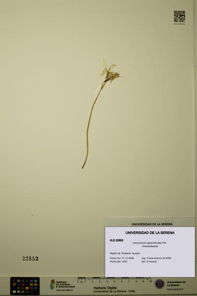Leucocoryne appendiculata [Espécimen: ULS:ULS:0022852]