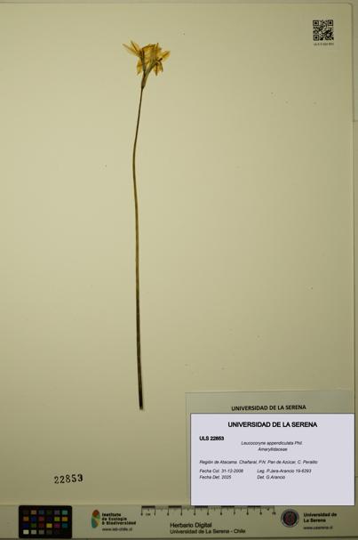 Leucocoryne appendiculata [Espécimen: ULS:ULS:0022853]