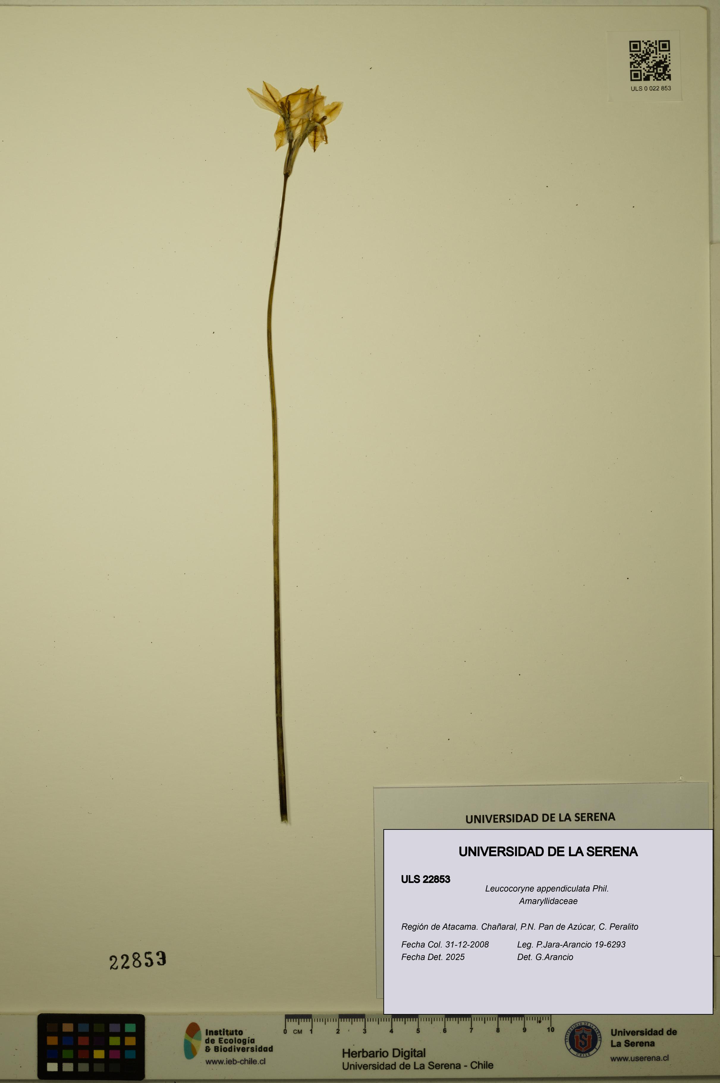 Leucocoryne appendiculata [Espécimen: ULS:ULS:0022853]