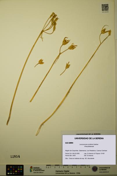 Leucocoryne conferta [Espécimen: ULS:ULS:0022854]