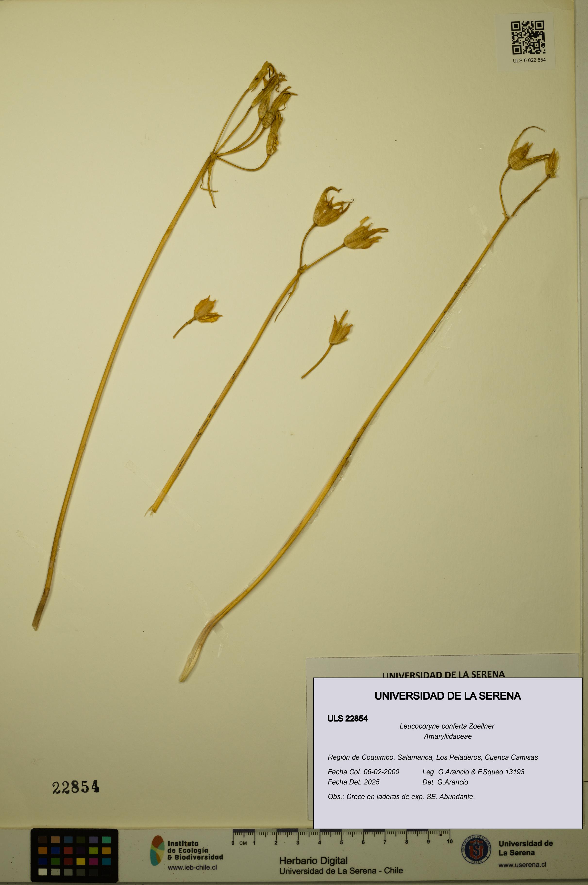 Leucocoryne conferta [Espécimen: ULS:ULS:0022854]