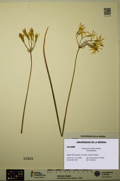 Leucocoryne conferta [Espécimen: ULS:ULS:0022855]
