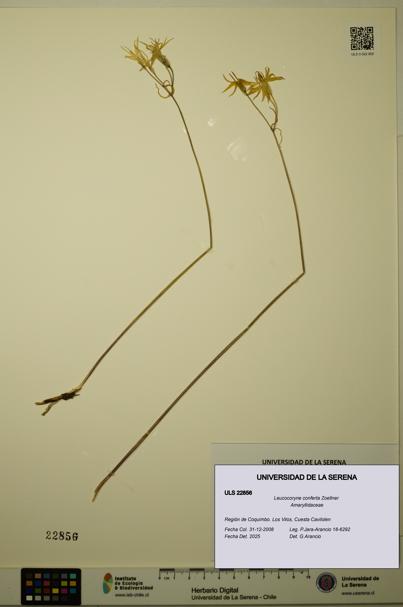 Leucocoryne conferta [Espécimen: ULS:ULS:0022856]