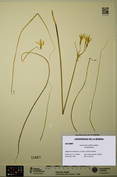 Leucocoryne conferta [Espécimen: ULS:ULS:0022857]