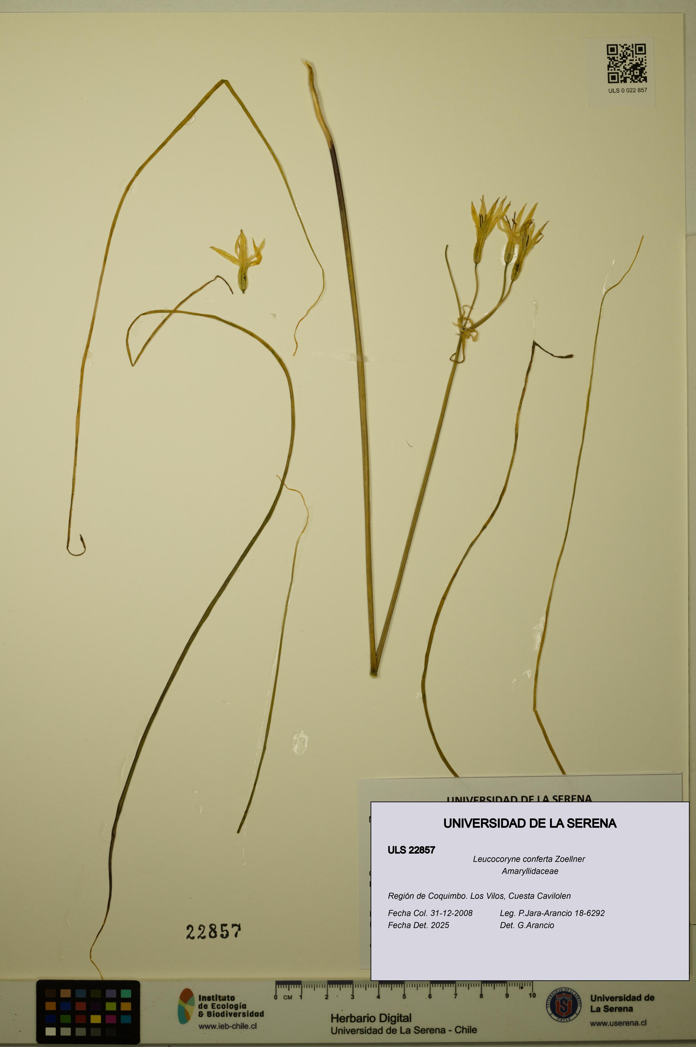 Leucocoryne conferta [Espécimen: ULS:ULS:0022857]