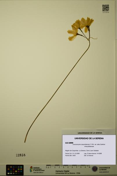 Leucocoryne coquimbensis var. alba [Espécimen: ULS:ULS:0022858]