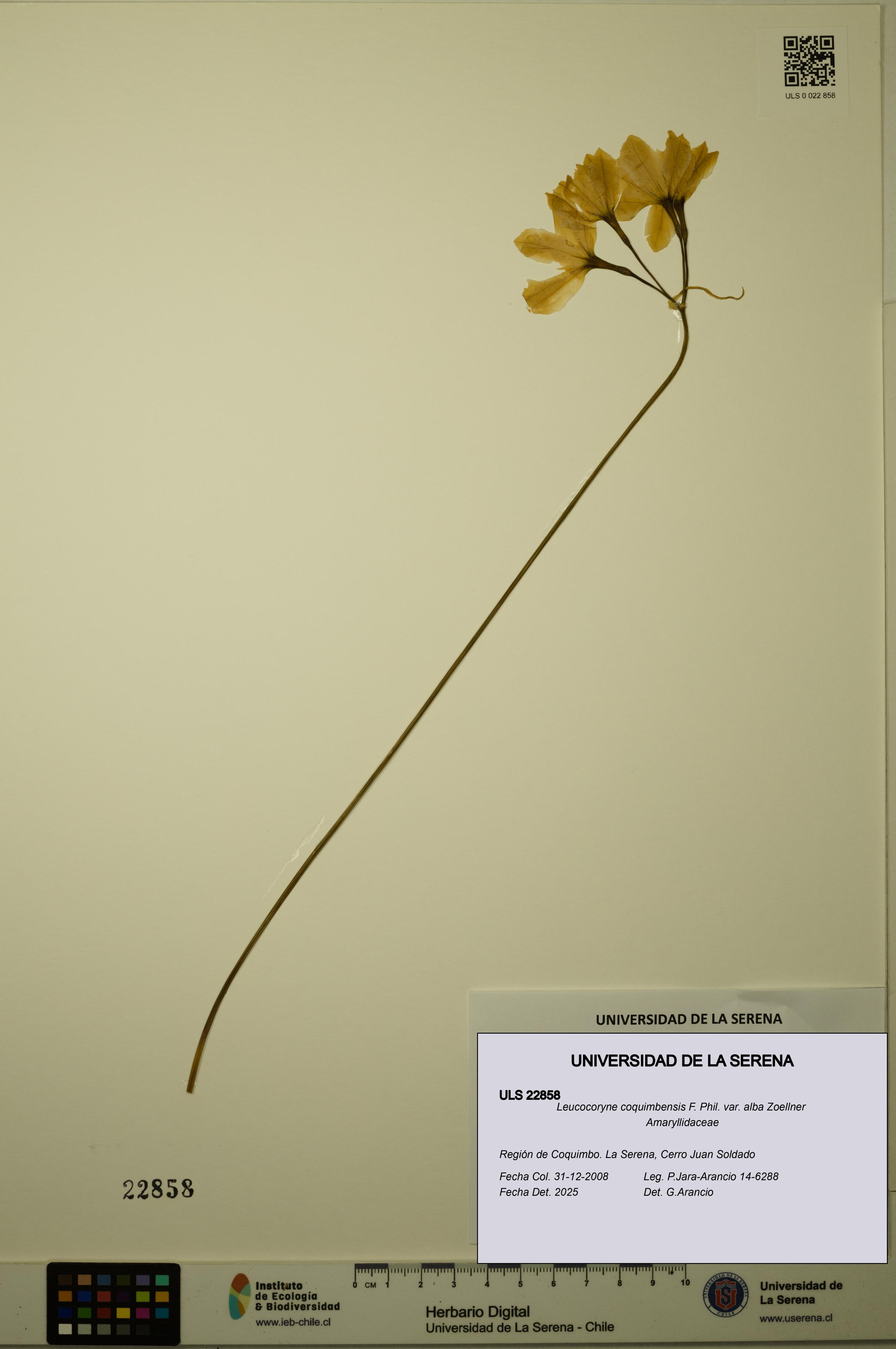 Leucocoryne coquimbensis var. alba [Espécimen: ULS:ULS:0022858]