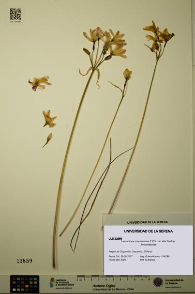 Leucocoryne coquimbensis var. alba [Espécimen: ULS:ULS:0022859]