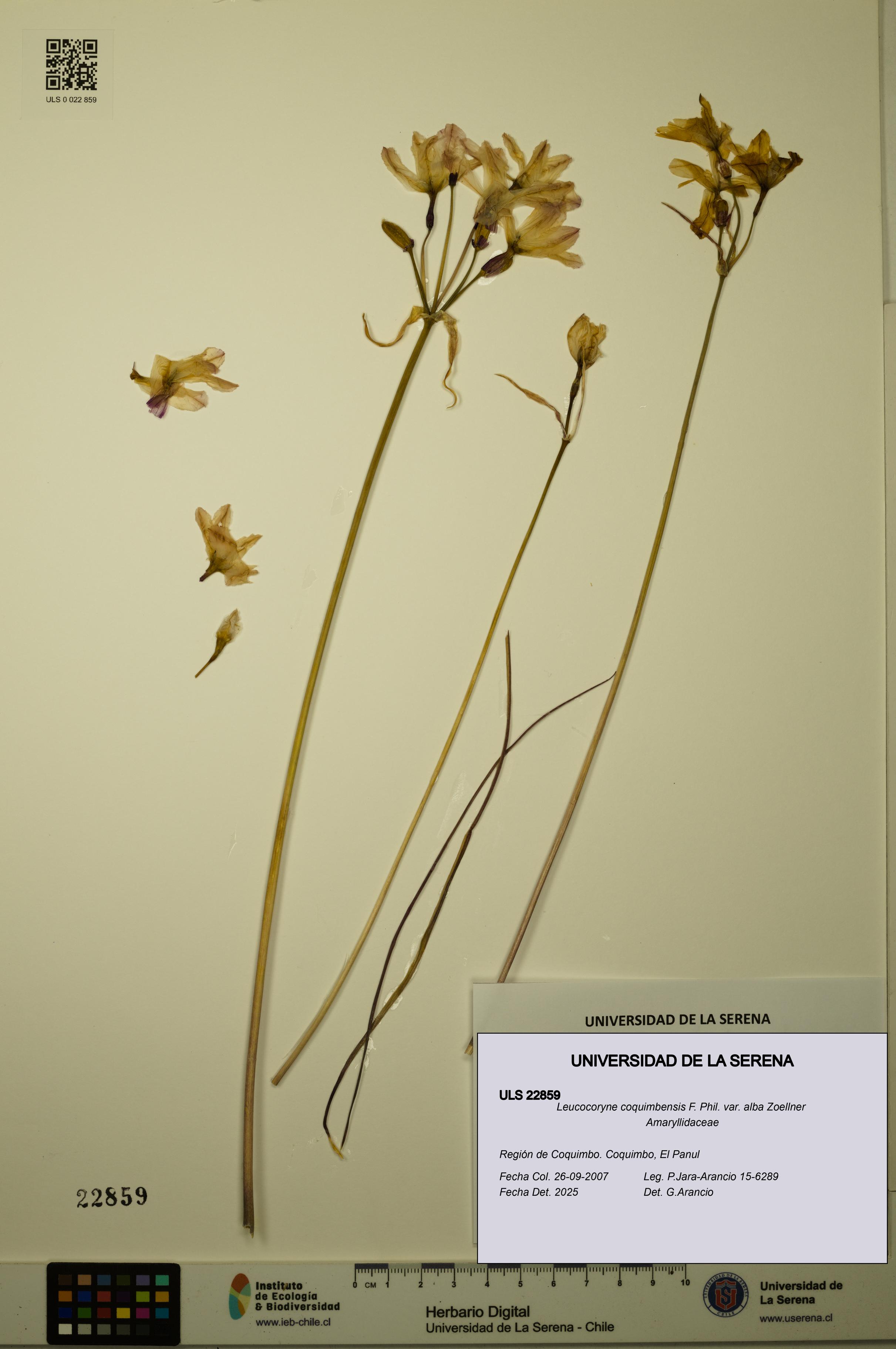 Leucocoryne coquimbensis var. alba [Espécimen: ULS:ULS:0022859]