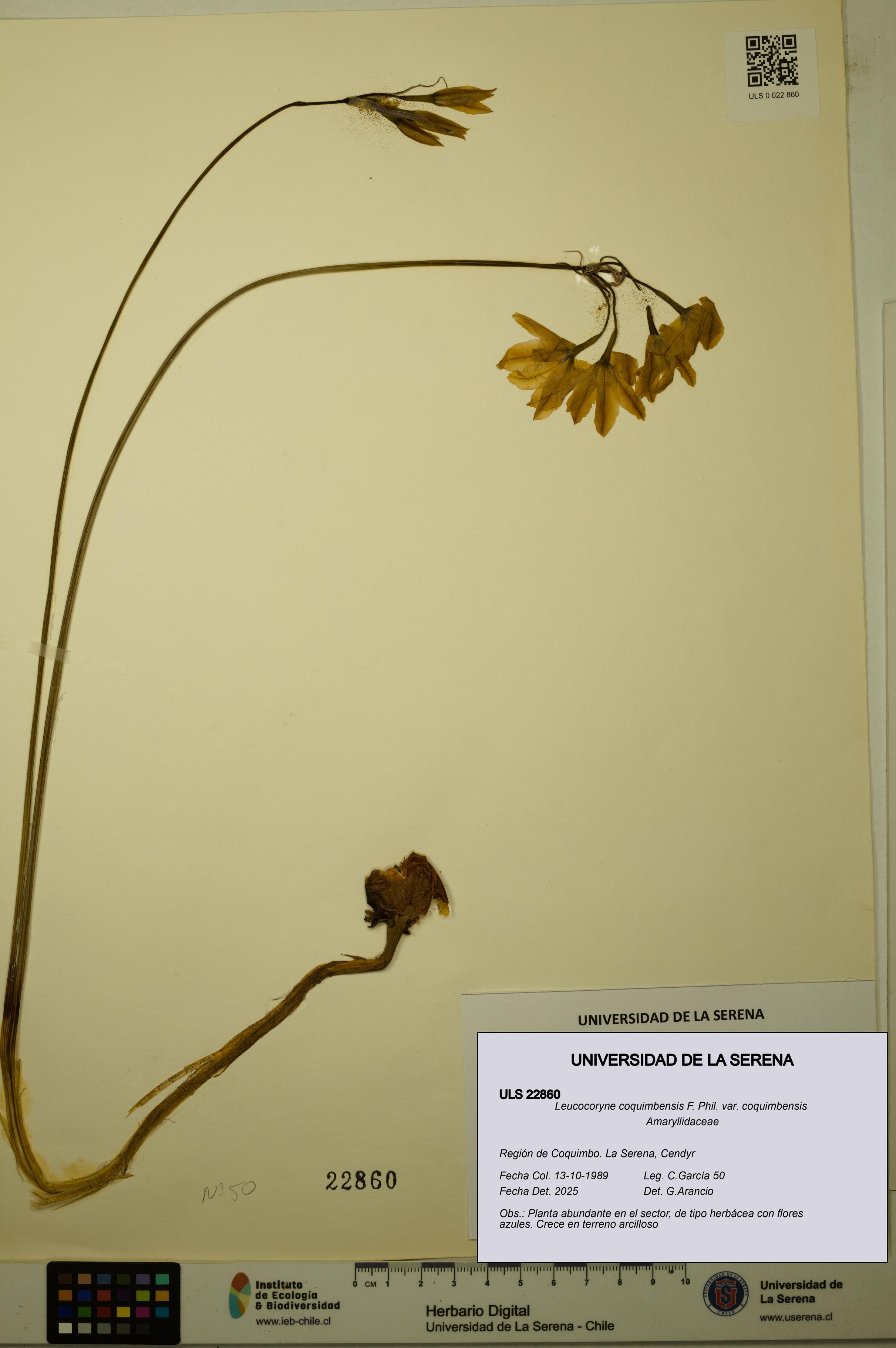 Leucocoryne coquimbensis var. coquimbensis [Espécimen: ULS:ULS:0022860]