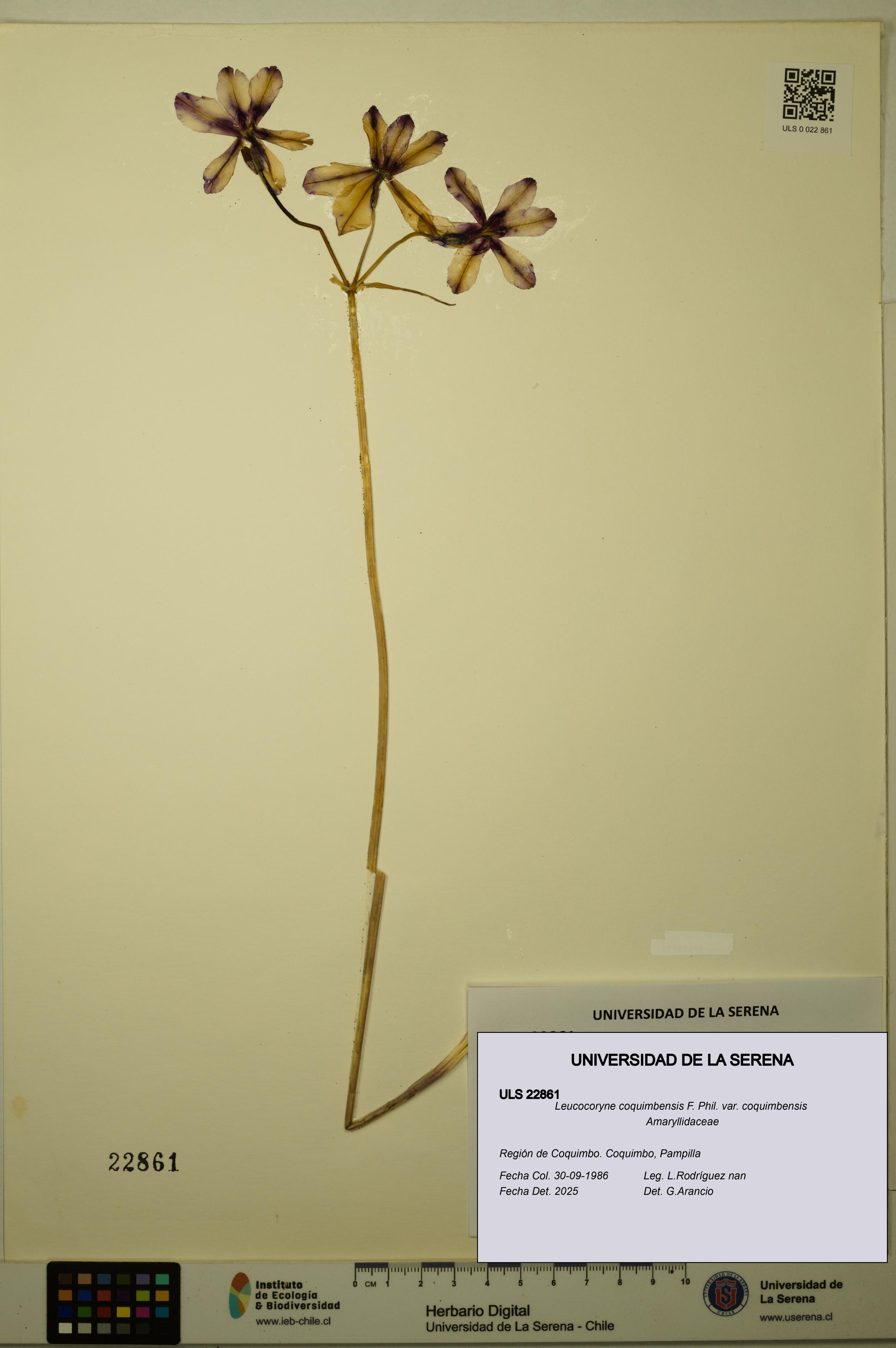 Leucocoryne coquimbensis var. coquimbensis [Espécimen: ULS:ULS:0022861]