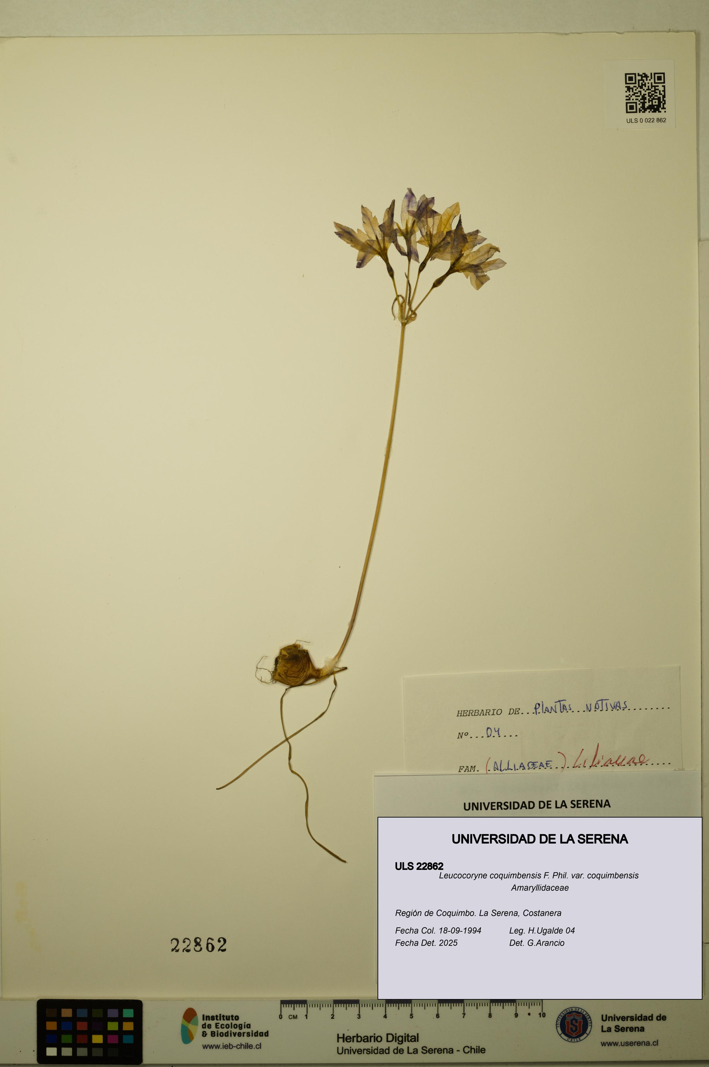 Leucocoryne coquimbensis var. coquimbensis [Espécimen: ULS:ULS:0022862]