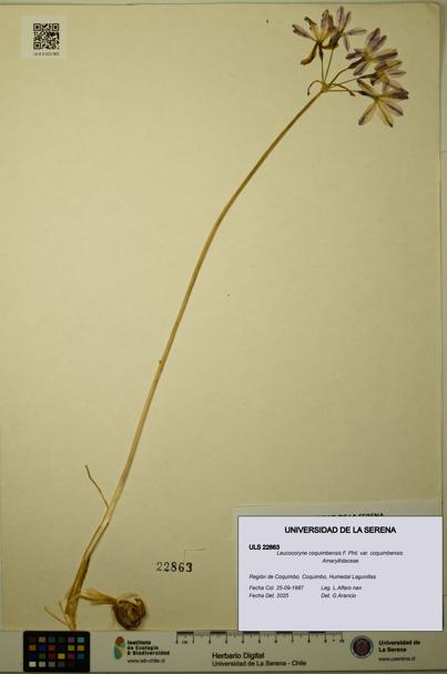 Leucocoryne coquimbensis var. coquimbensis [Espécimen: ULS:ULS:0022863]