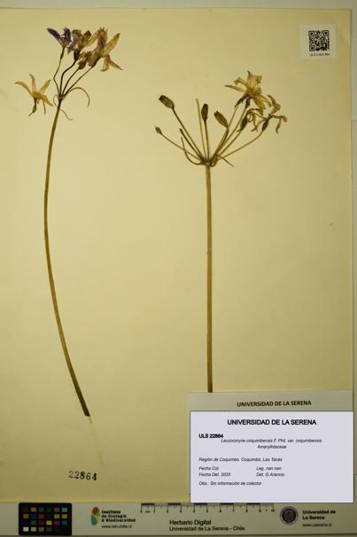 Leucocoryne coquimbensis var. coquimbensis [Espécimen: ULS:ULS:0022864]