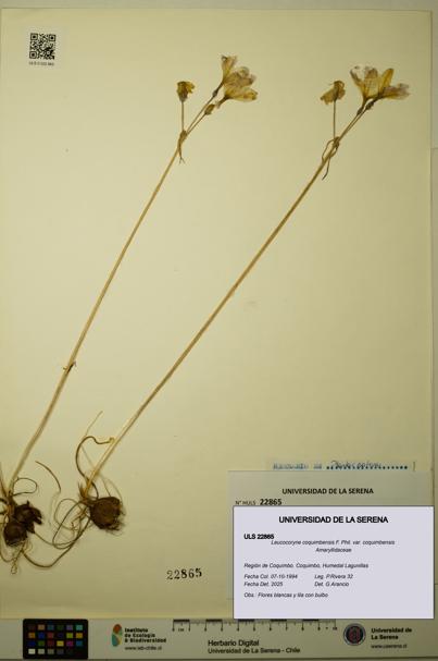 Leucocoryne coquimbensis var. coquimbensis [Espécimen: ULS:ULS:0022865]