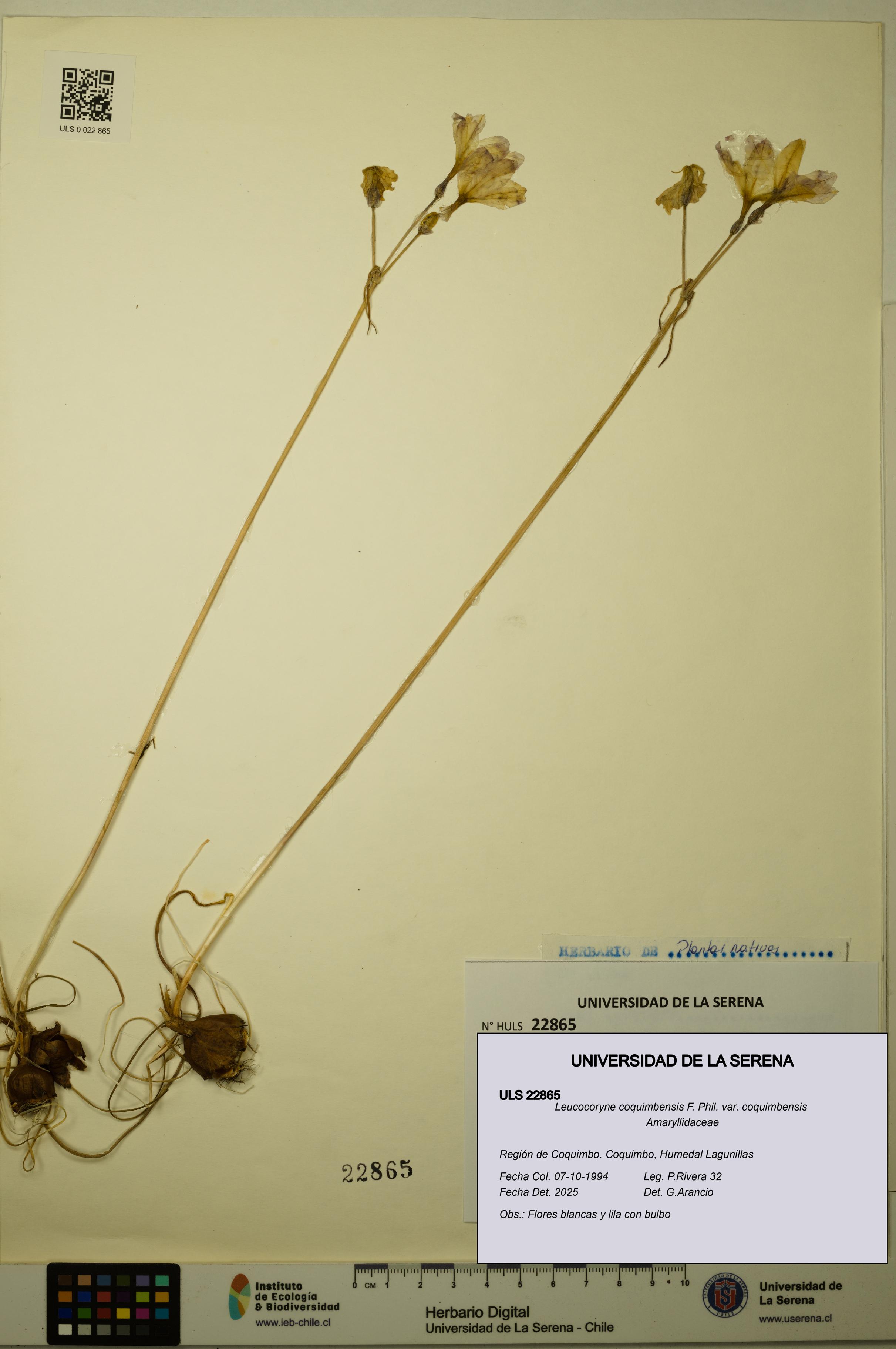 Leucocoryne coquimbensis var. coquimbensis [Espécimen: ULS:ULS:0022865]