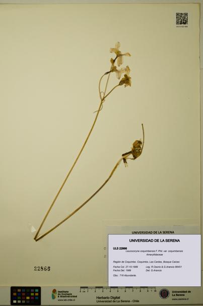 Leucocoryne coquimbensis var. coquimbensis [Espécimen: ULS:ULS:0022866]