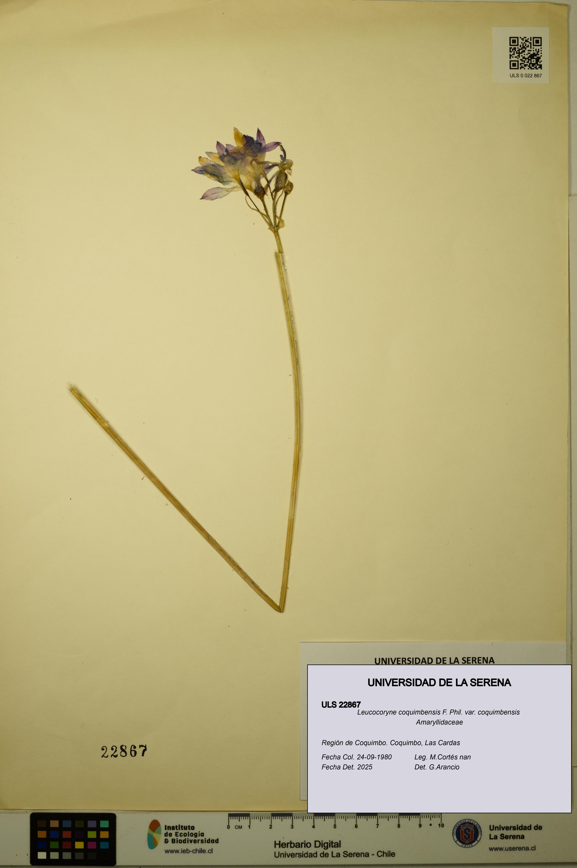 Leucocoryne coquimbensis var. coquimbensis [Espécimen: ULS:ULS:0022867]