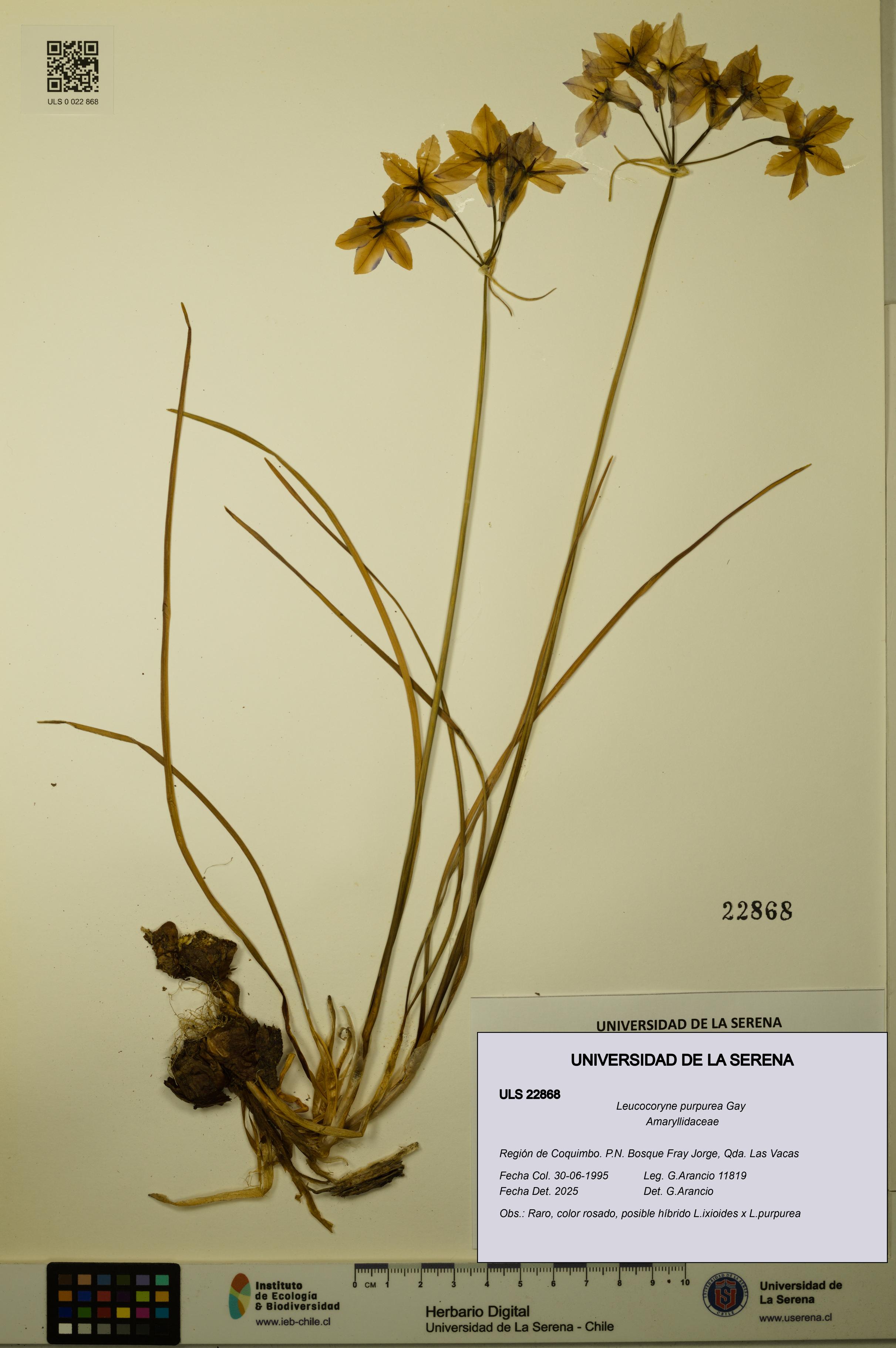 Leucocoryne purpurea [Espécimen: ULS:ULS:0022868]