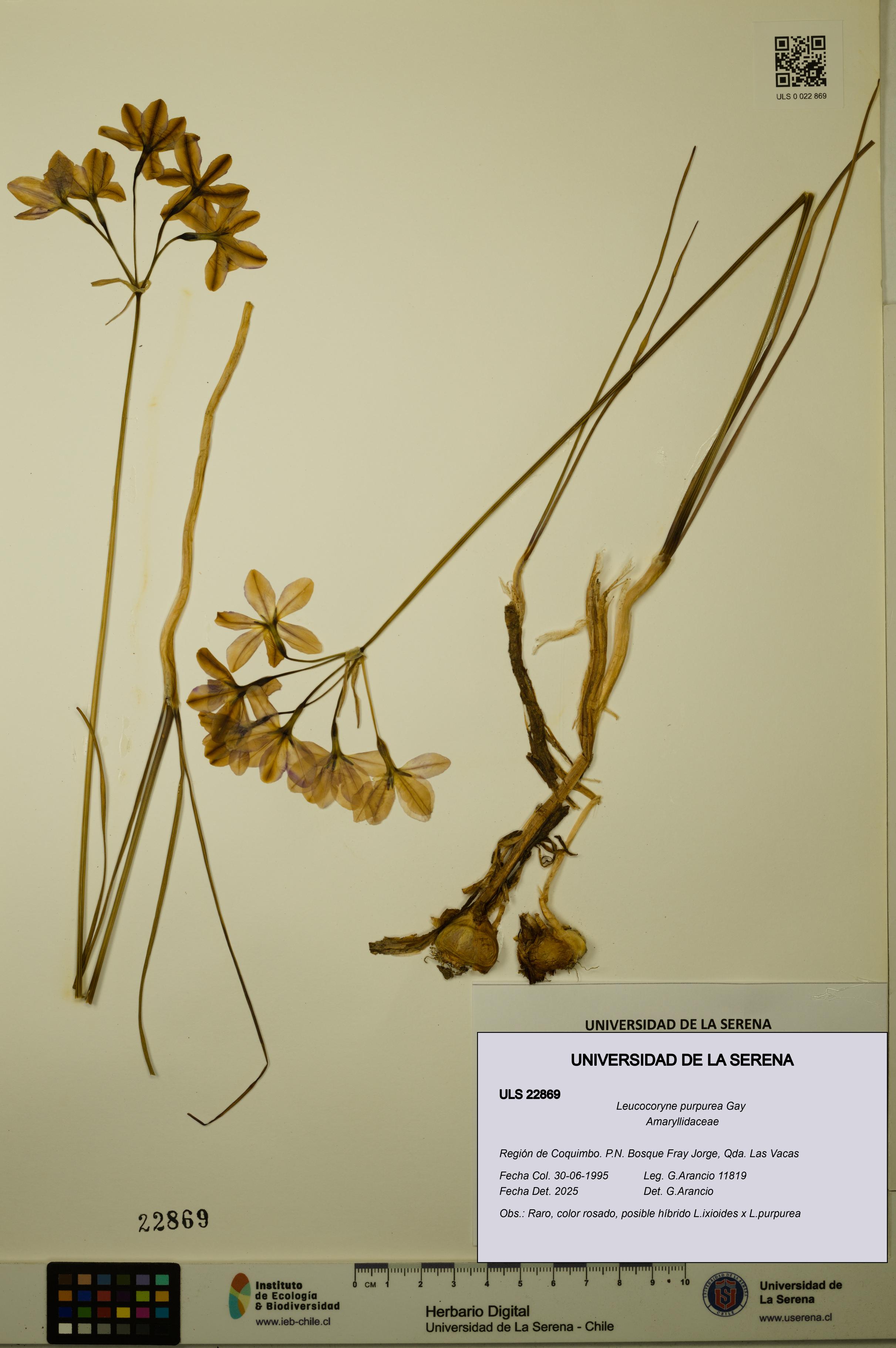 Leucocoryne purpurea [Espécimen: ULS:ULS:0022869]