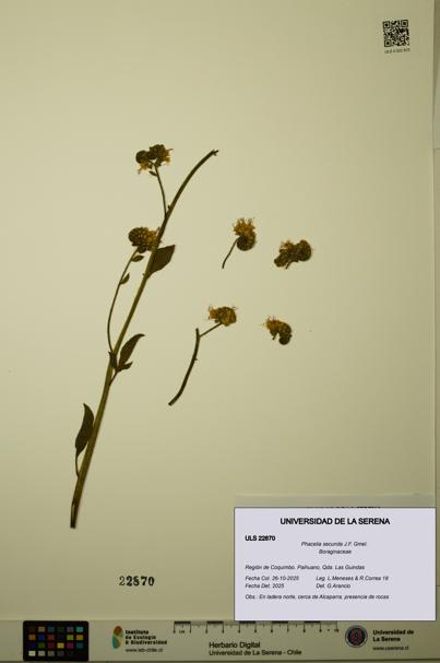 Phacelia secunda [Espécimen: ULS:ULS:0022870]
