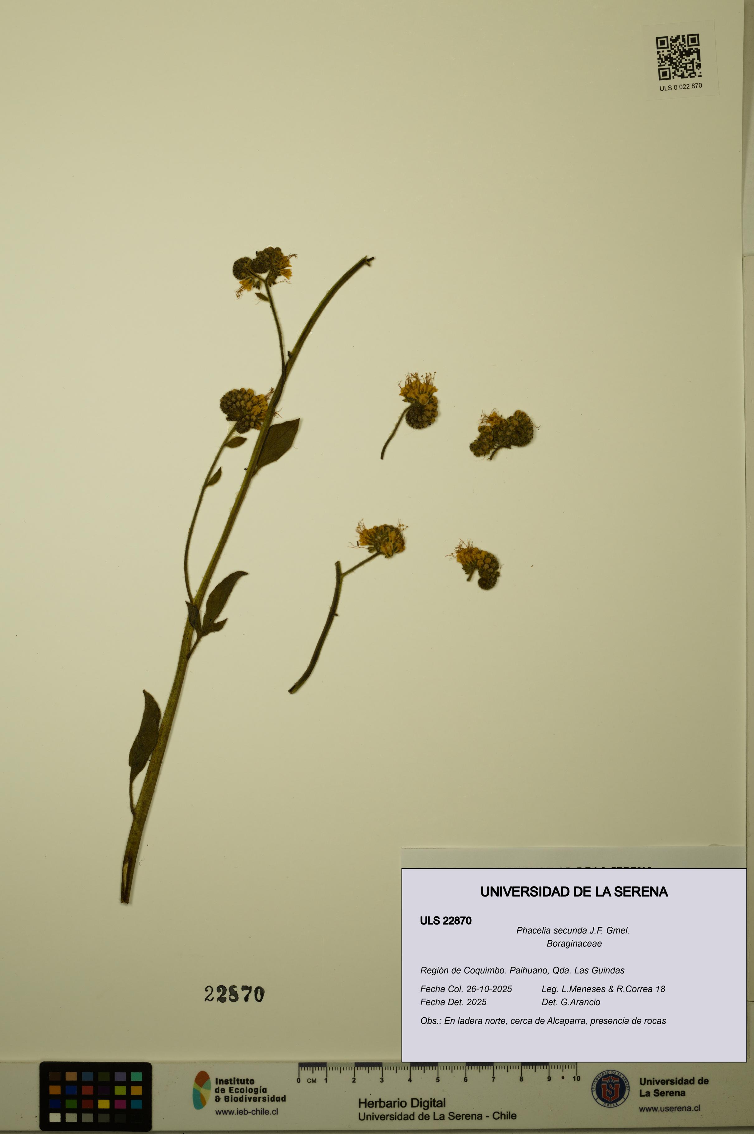 Phacelia secunda [Espécimen: ULS:ULS:0022870]