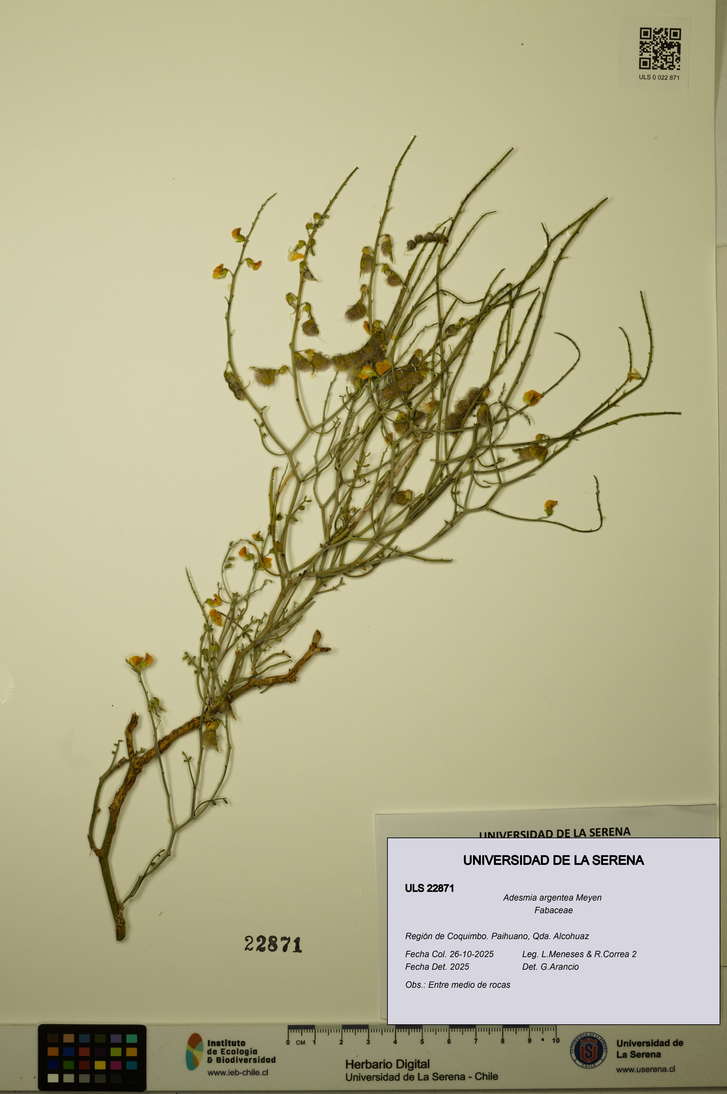 Adesmia argentea [Espécimen: ULS:ULS:0022871]