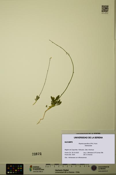Reyesia parviflora [Espécimen: ULS:ULS:0022872]