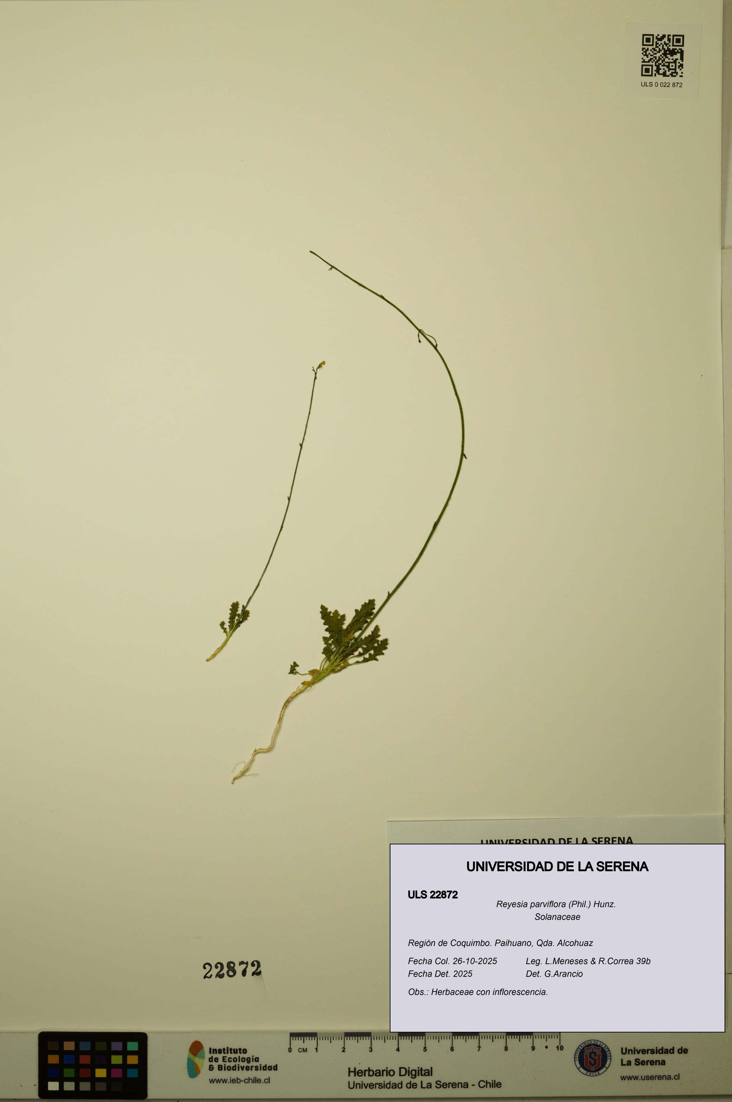 Reyesia parviflora [Espécimen: ULS:ULS:0022872]