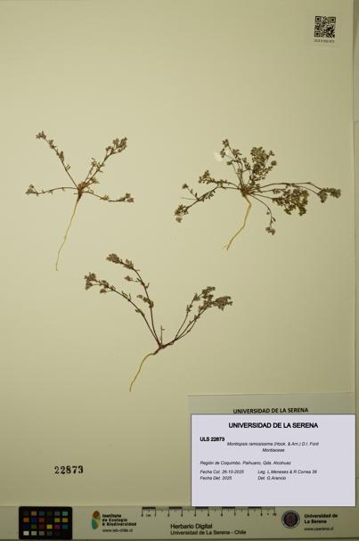 Montiopsis ramosissima [Espécimen: ULS:ULS:0022873]