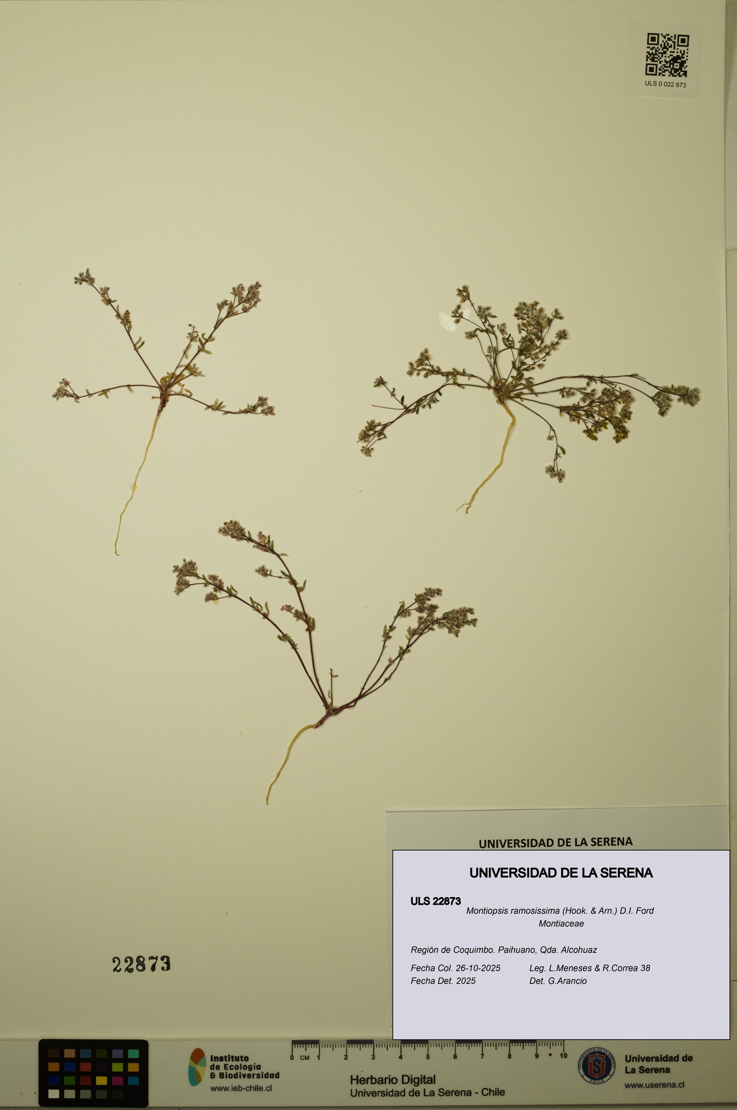 Montiopsis ramosissima [Espécimen: ULS:ULS:0022873]