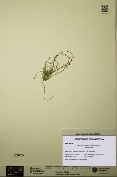 Pectocarya linearis [Espécimen: ULS:ULS:0022875]