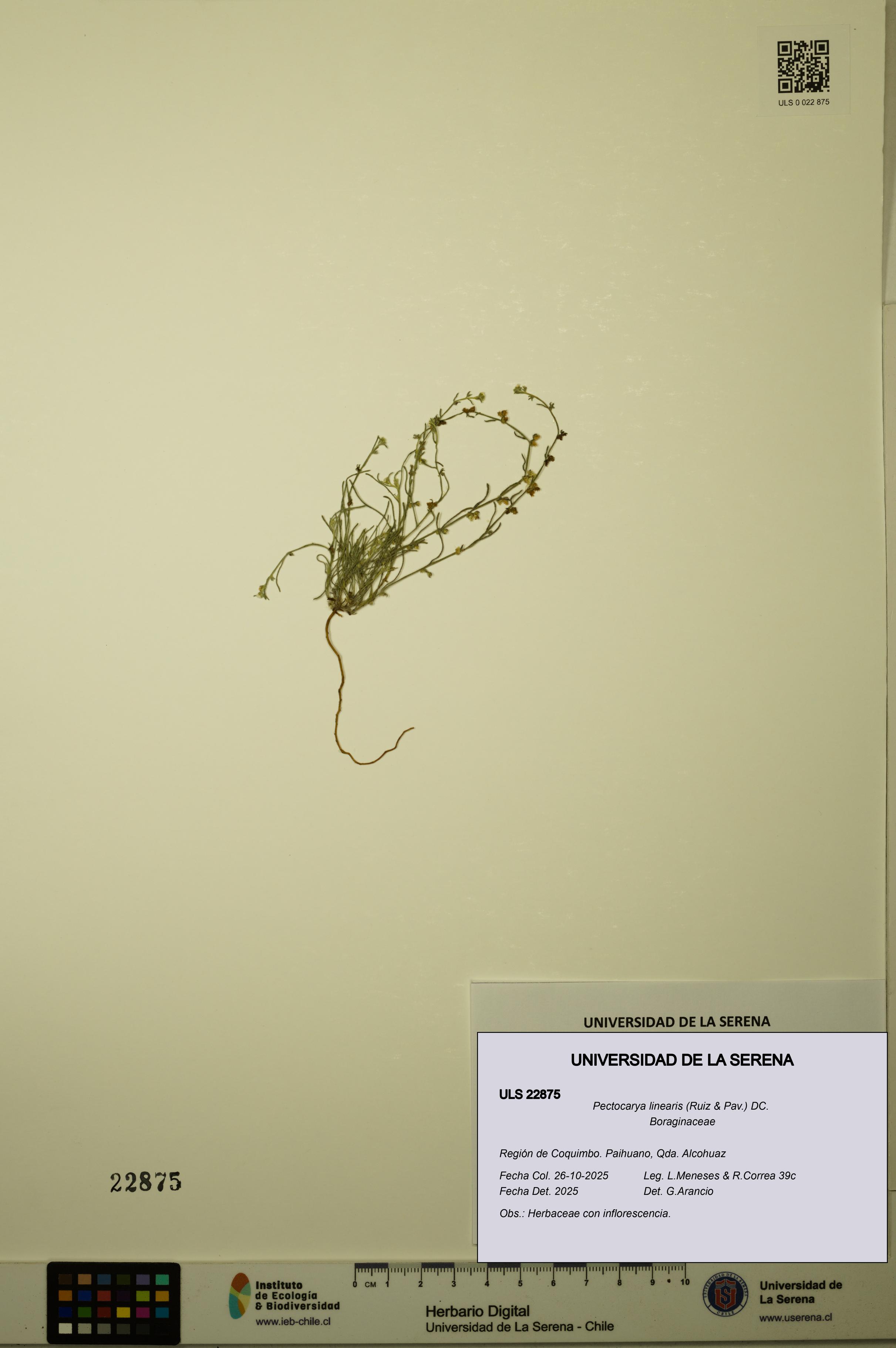 Pectocarya linearis [Espécimen: ULS:ULS:0022875]