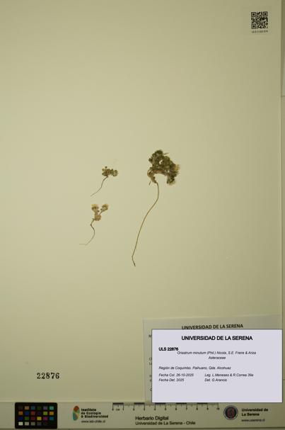 Oriastrum minutum [Espécimen: ULS:ULS:0022876]