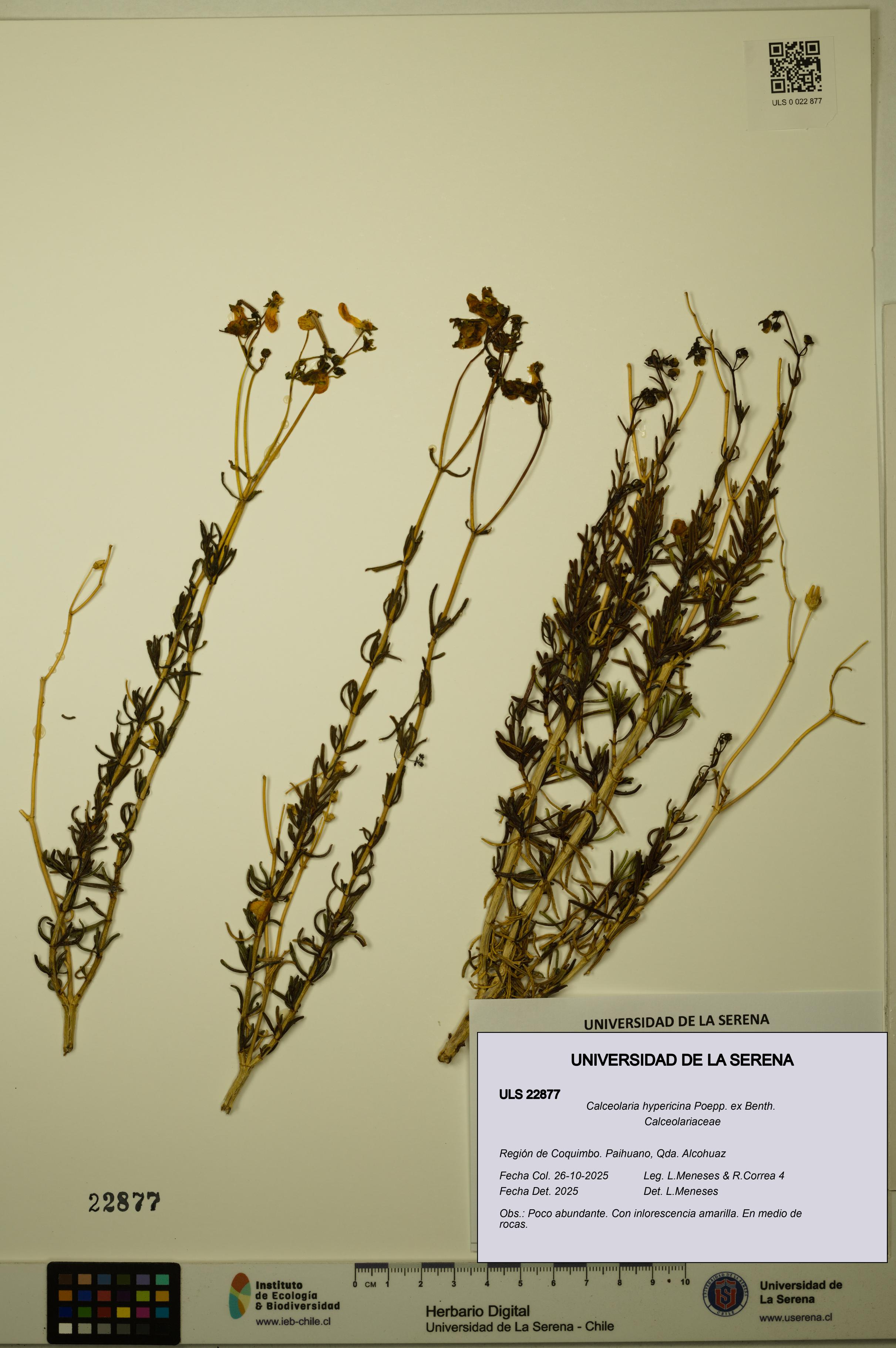 Calceolaria hypericina [Espécimen: ULS:ULS:0022877]