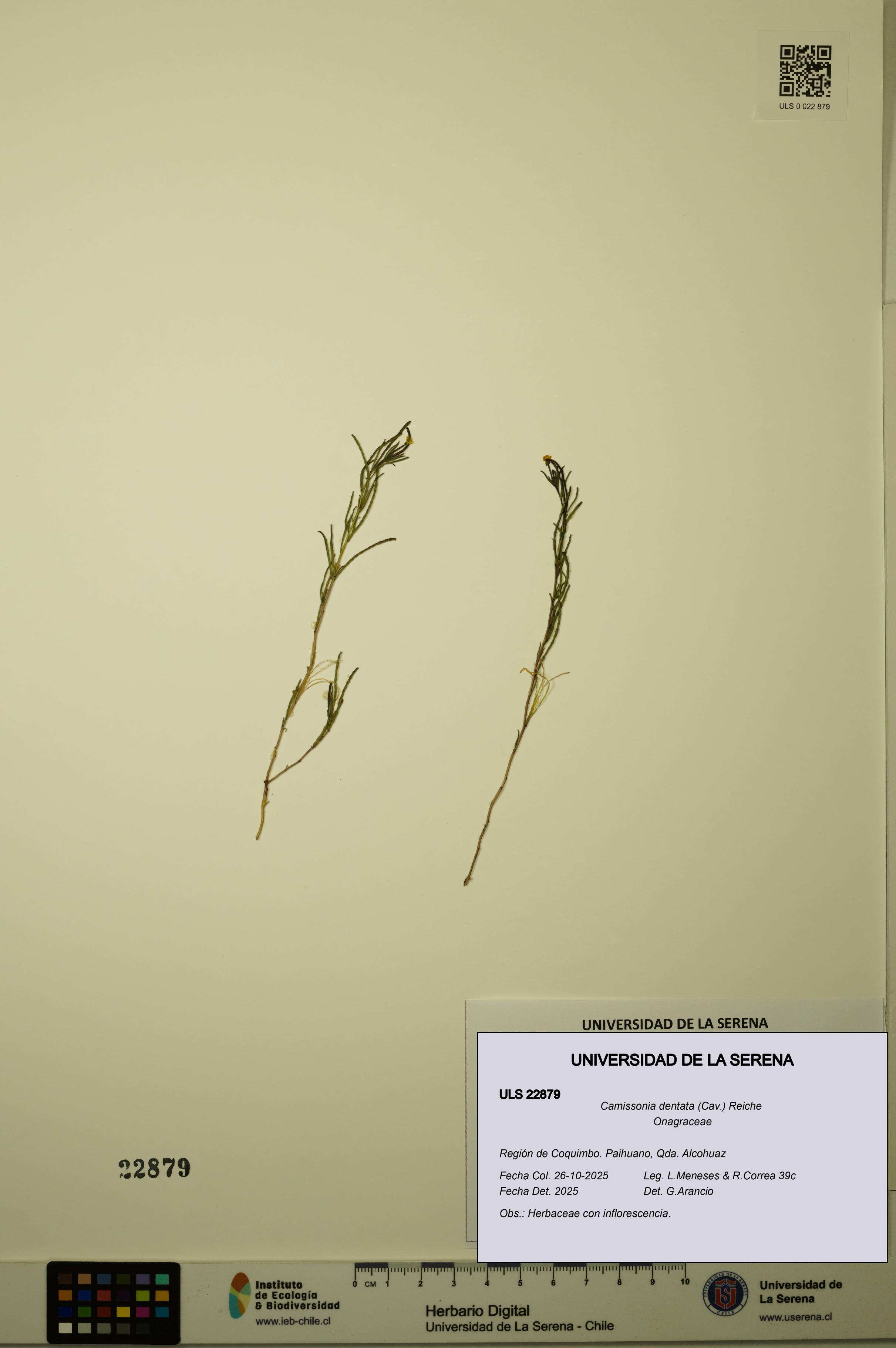 Camissonia dentata [Espécimen: ULS:ULS:0022879]