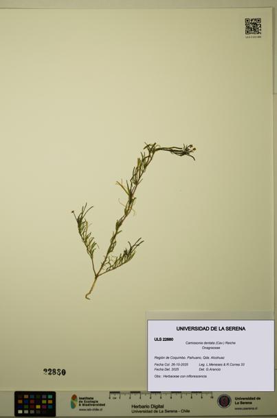 Camissonia dentata [Espécimen: ULS:ULS:0022880]