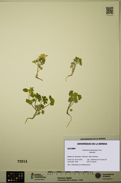 Asteriscium aemocarpon [Espécimen: ULS:ULS:0022881]