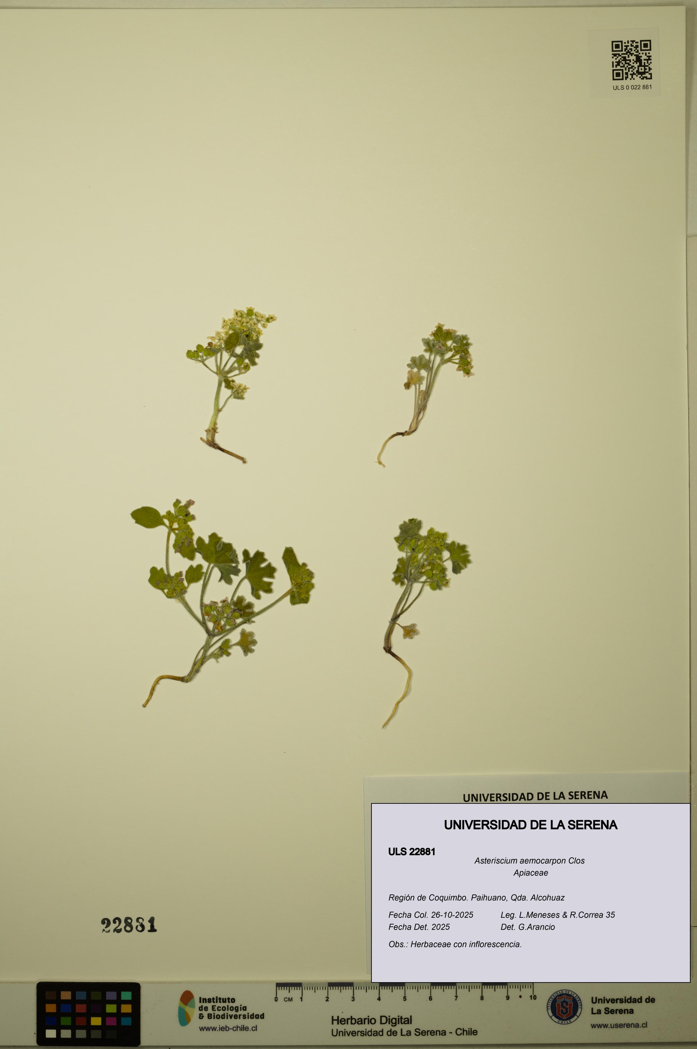 Asteriscium aemocarpon [Espécimen: ULS:ULS:0022881]