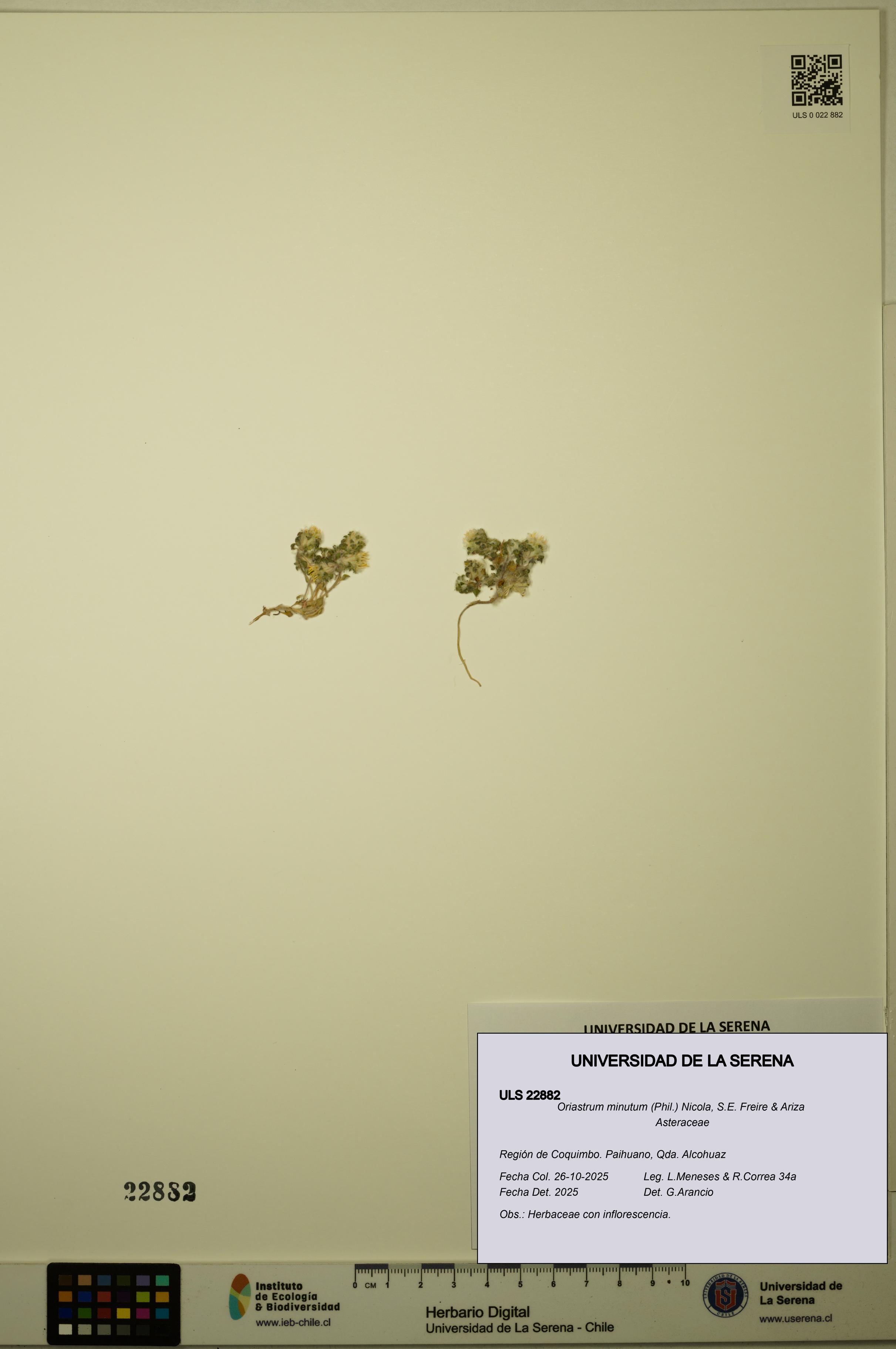 Oriastrum minutum [Espécimen: ULS:ULS:0022882]