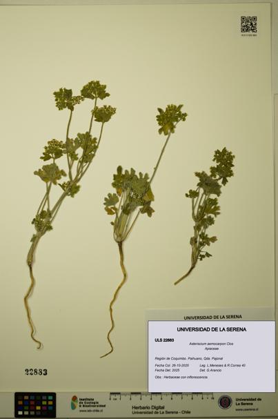 Asteriscium aemocarpon [Espécimen: ULS:ULS:0022883]