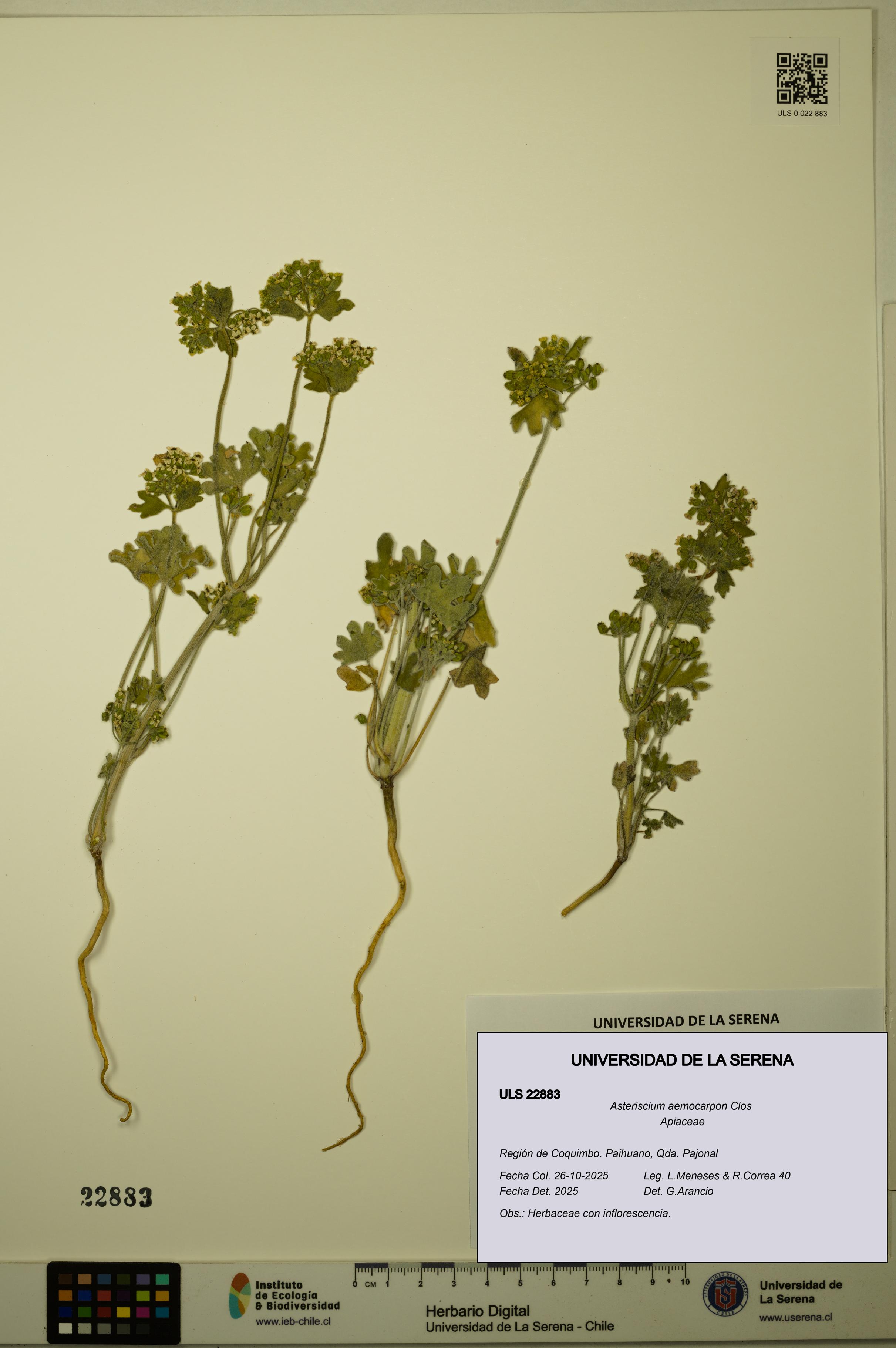 Asteriscium aemocarpon [Espécimen: ULS:ULS:0022883]